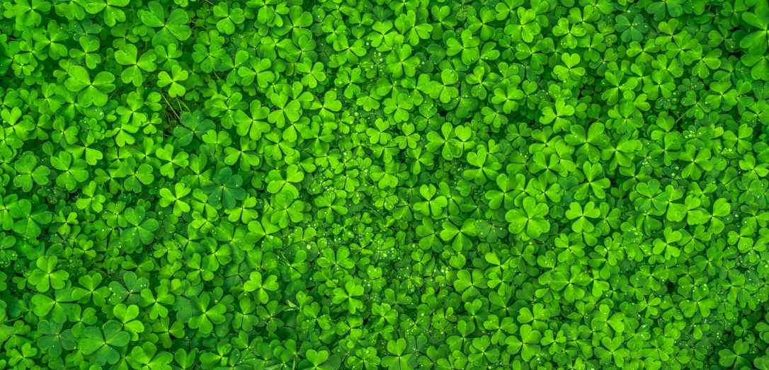 top view photo of clover leaves